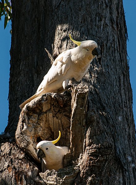 cockies on the nest.jpg